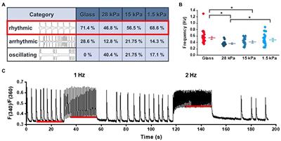 Substrate Stiffness Influences Structural and Functional Remodeling in Induced Pluripotent Stem Cell-Derived Cardiomyocytes